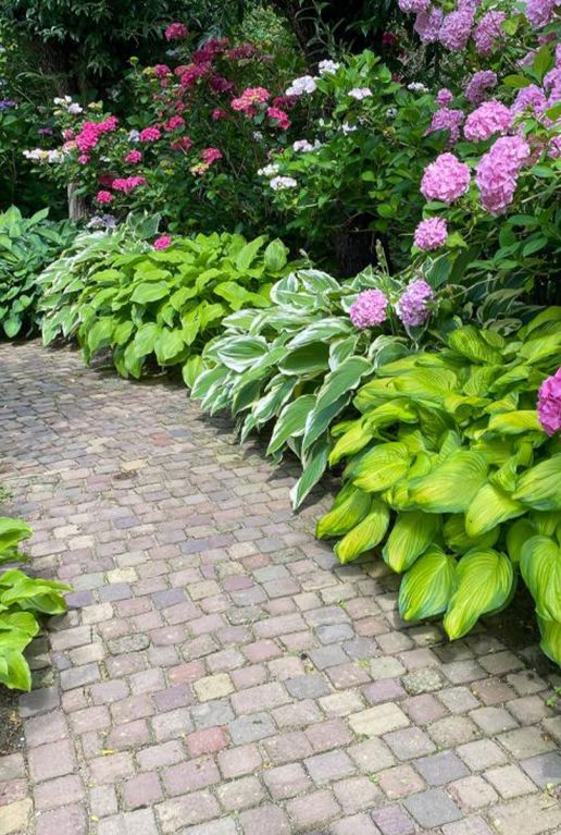 Hosta Border Mix 
