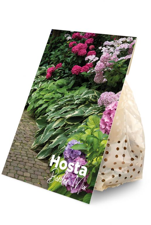 Hosta Border Mix 