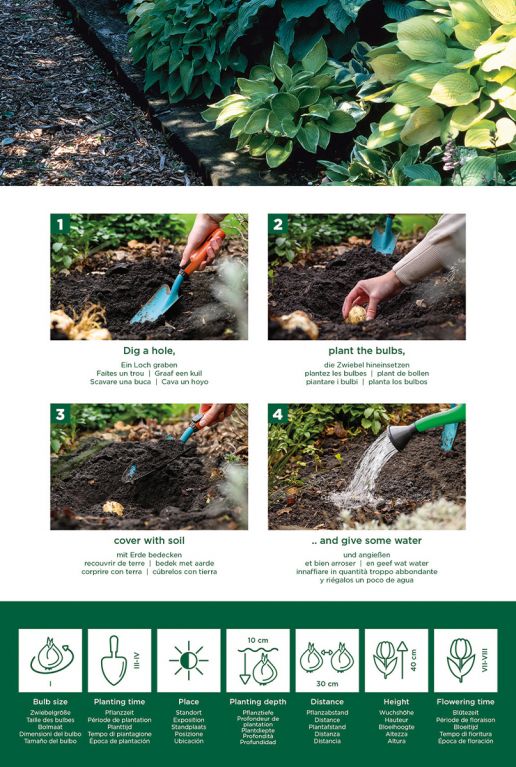 Hosta Border Mix 