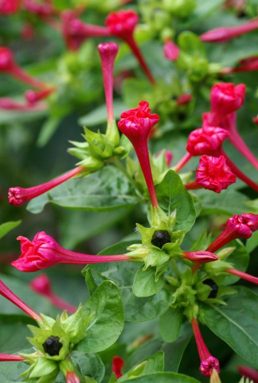 Mirabilis Jalapa