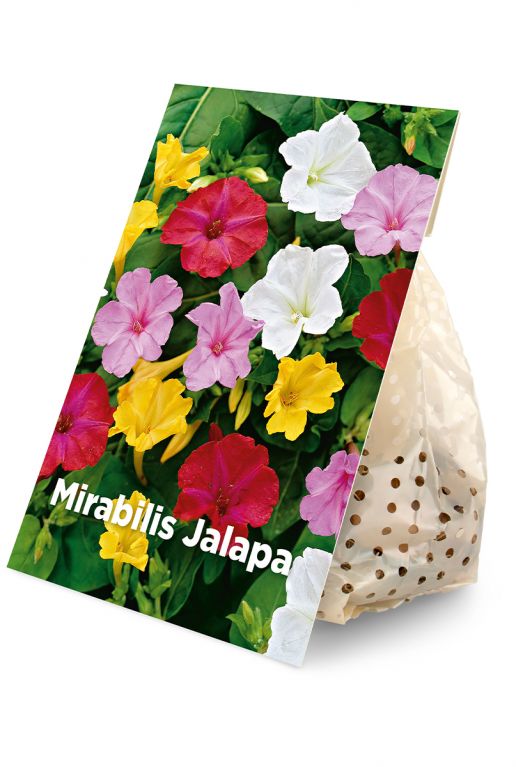 Mirabilis Jalapa