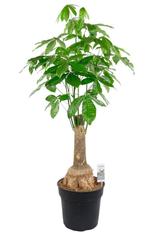 Pachira dikke stam kamerplant