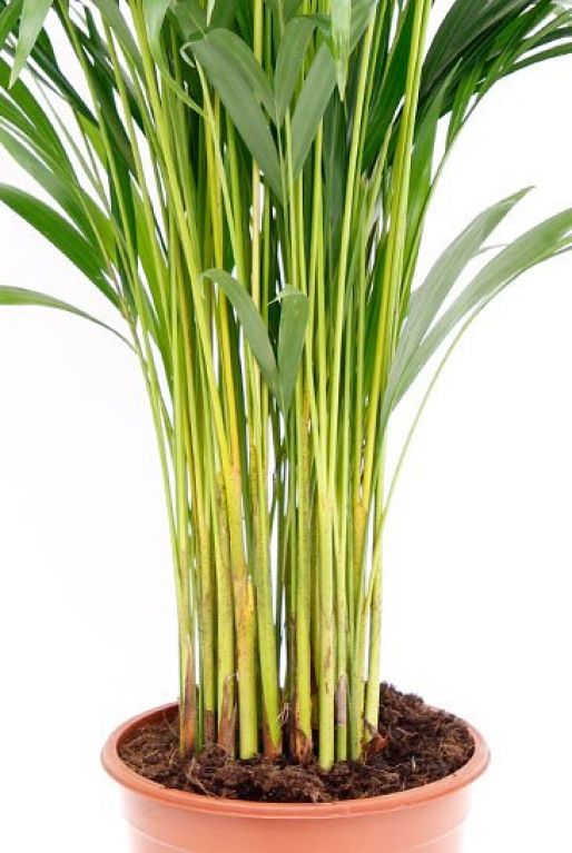 Areca (chrysalidoc.) lutescens