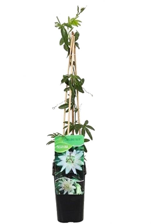 Passiflora caerulea 1