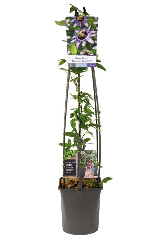 Passiflora 'Damsel's Delight'