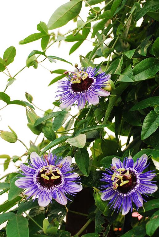 Passiflora purple haze gartenpflanze 14