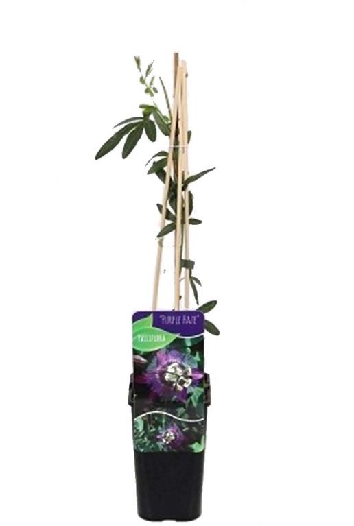Passiflora purple haze plant 14
