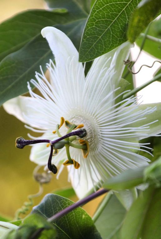 Passiflora snow queen gardenpflanze p23
