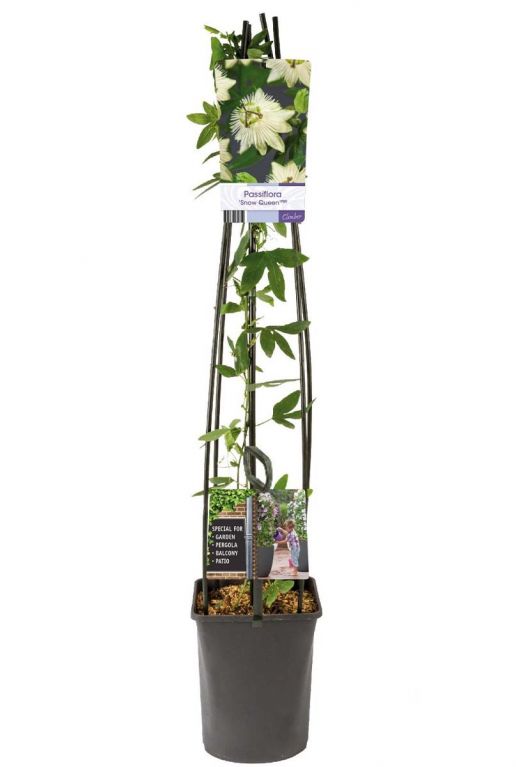 Passiflora snow queen plant p23