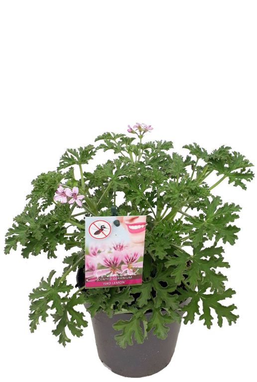 Pelargonium isko lemon p10