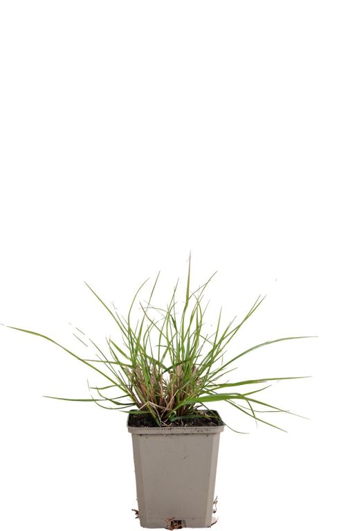 Pennisetum al hameln pot9