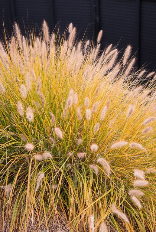 Pennisetum alopecuroides hameln gartenpflanze