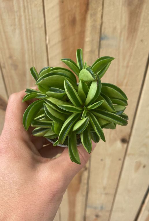 Peperomia fire sparks pflanze