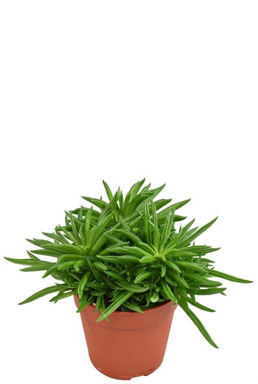 Peperomia happy bean 1
