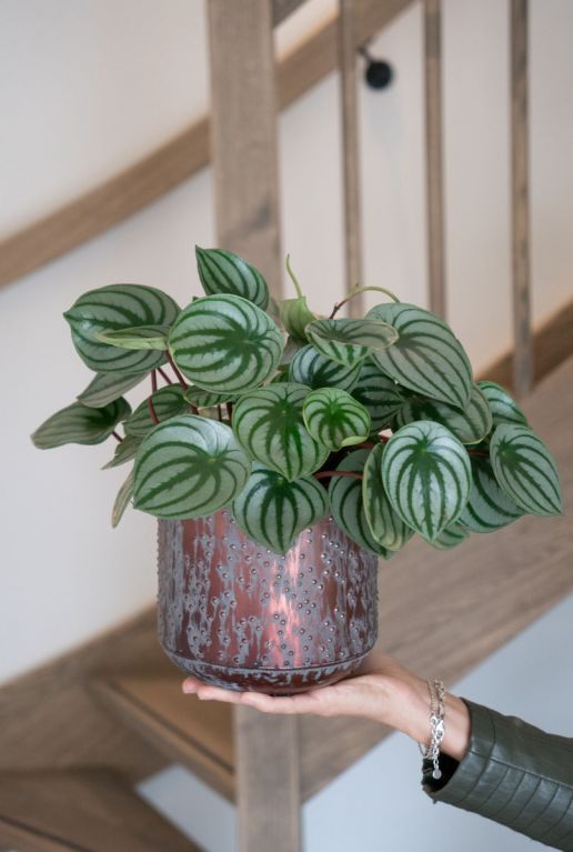 Peperomia in koper bloempot 2