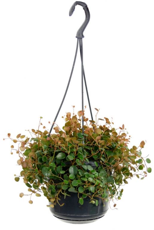 Peperomia pepperspot Hängepflanze