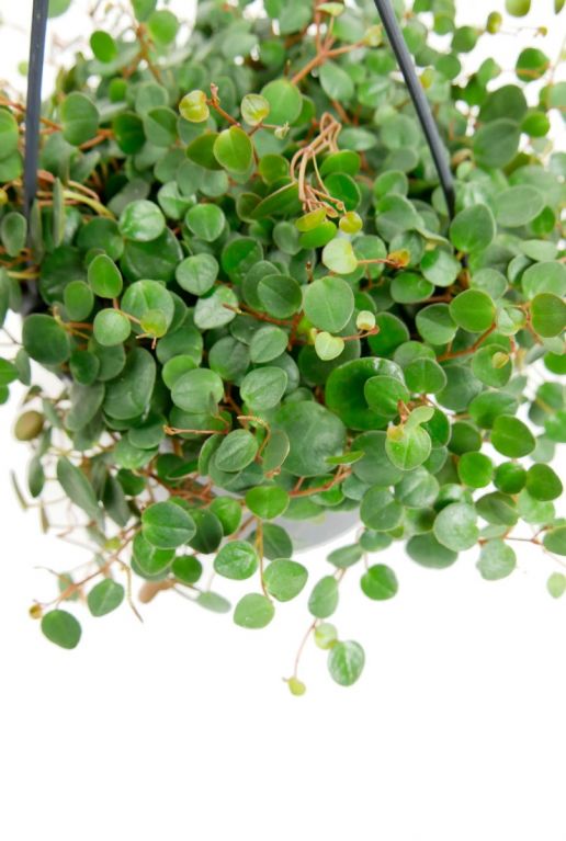 Peperomia pepperspot pflanze