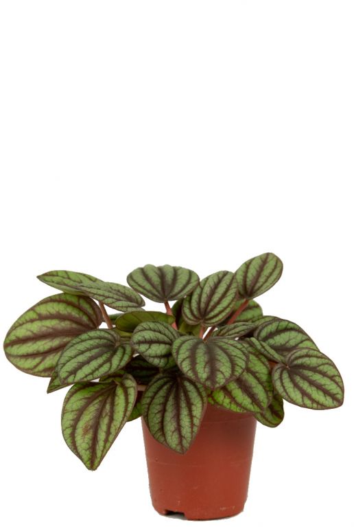 Peperomia piccolo banda planten