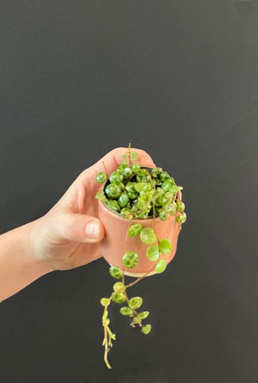 Peperomia prostrata mini pflanze