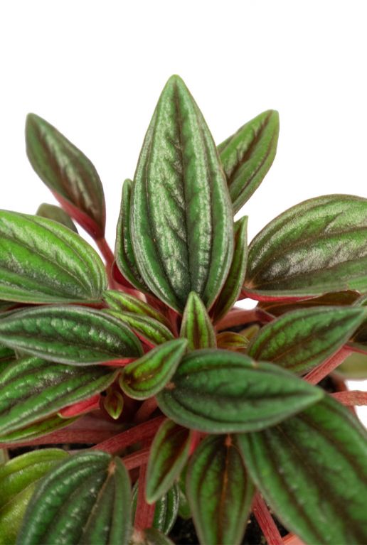 Peperomia rosso pflanzen