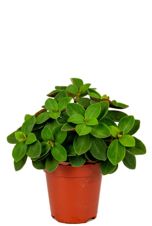 Peperomia verticillata red plant