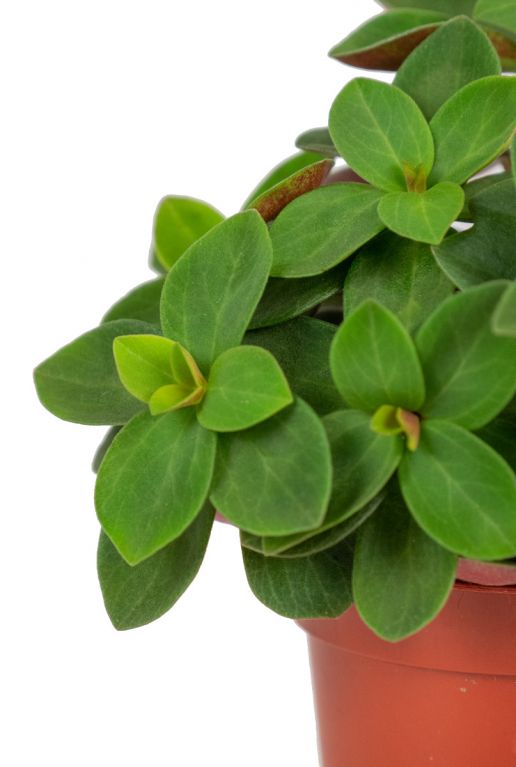 Peperomia verticillata red plantje