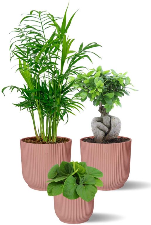 Pflanzen in rosa elho topfen