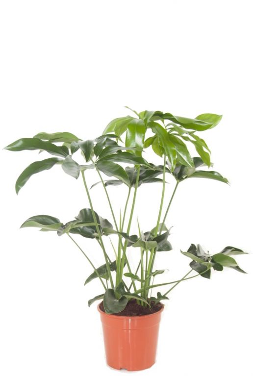 Philodendron green wonder zimmerpflanze