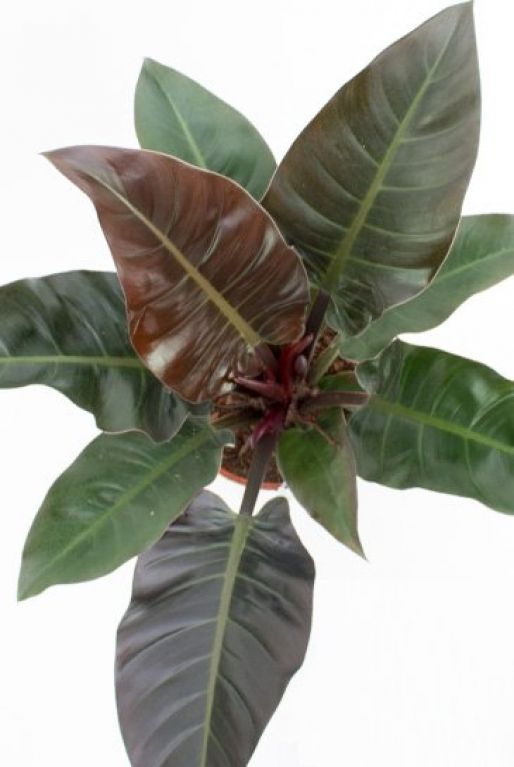 Philodendron Imperial Red