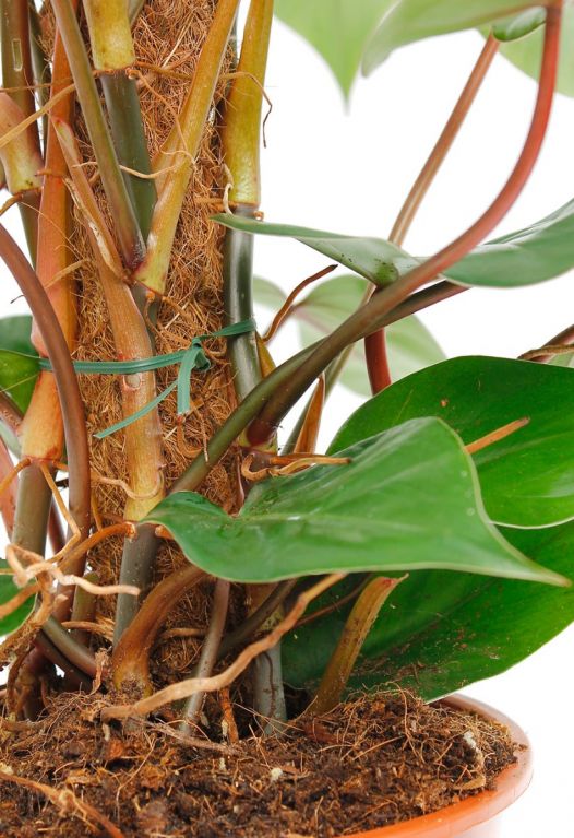 Philodendron  mossstab