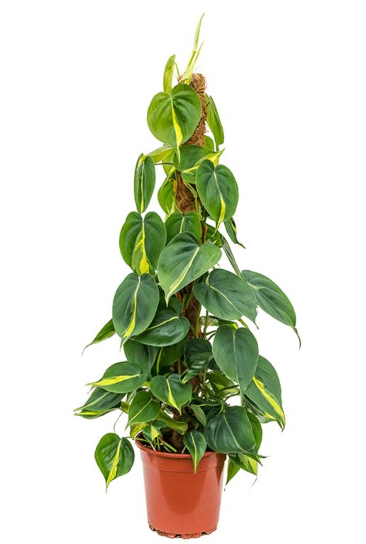 Philodendron grand brasil grüne Blätter gelben Akzent pflanze