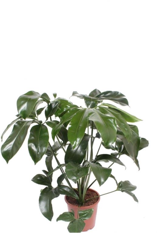 Philodendron green wonder fun bun