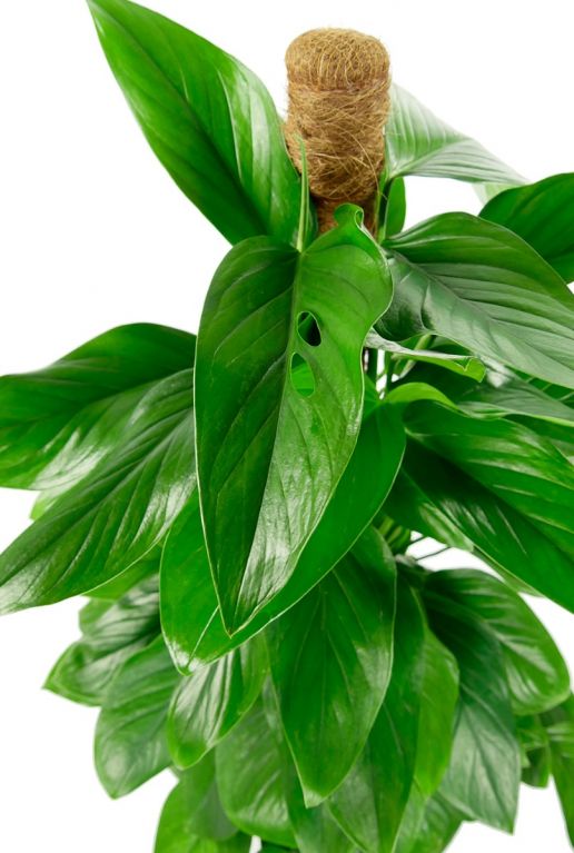 Philodendron guttifero plant mosstok