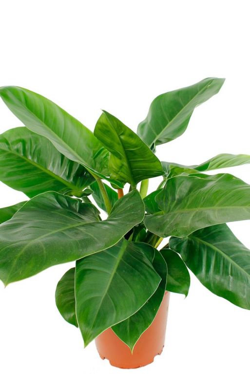 Philodendron Imperial Green zimmerpflanze