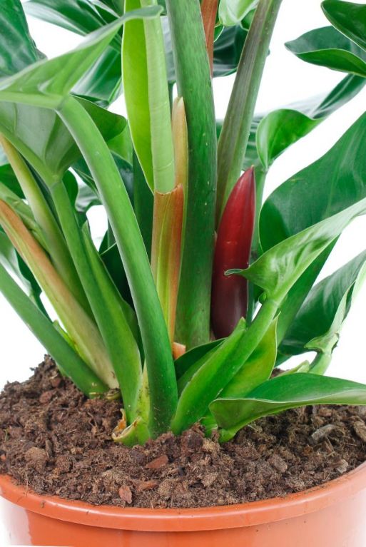 Philodendron Imperial Green rote akzente