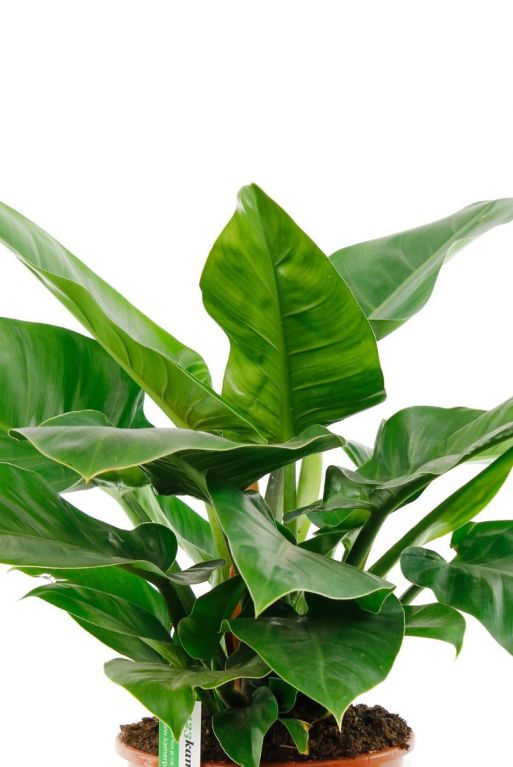 Philodendron Imperial Green volle pflanze