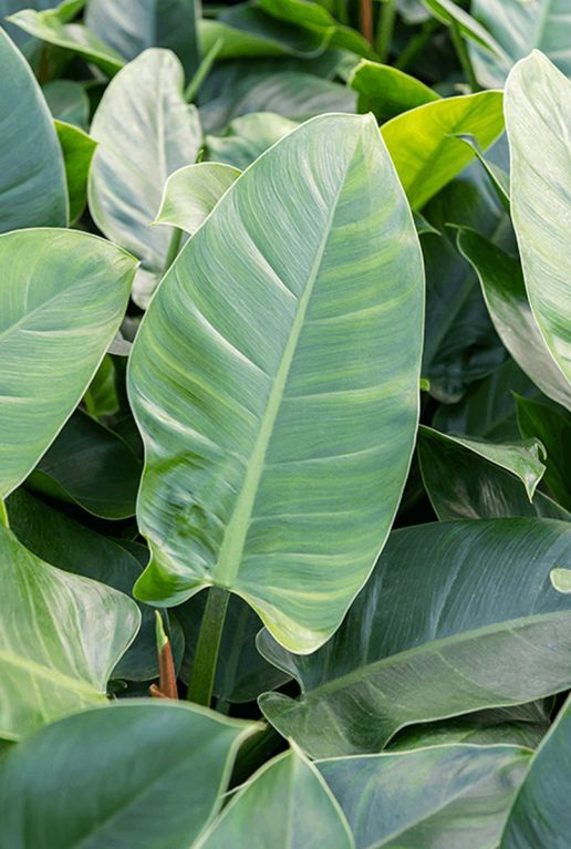 Monstera Siltepecana