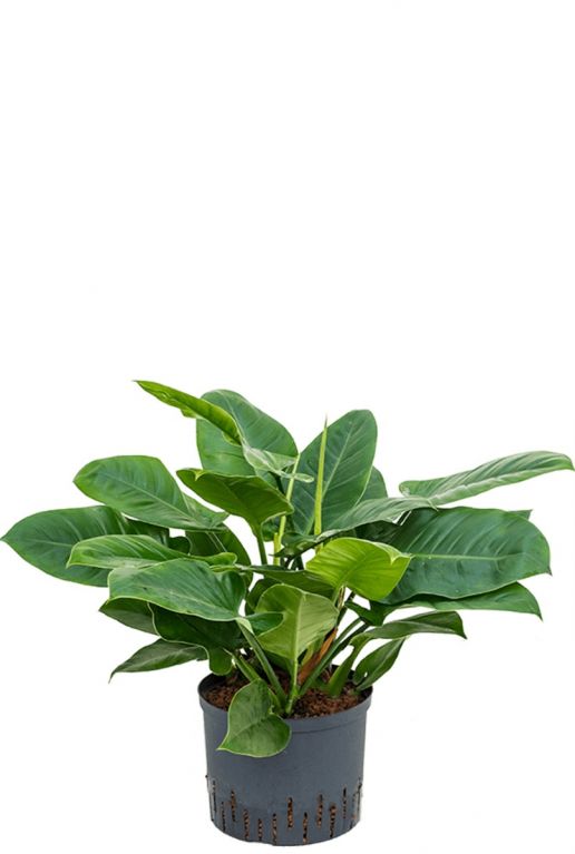 Philodendron imperial green hydrokulturpflanze