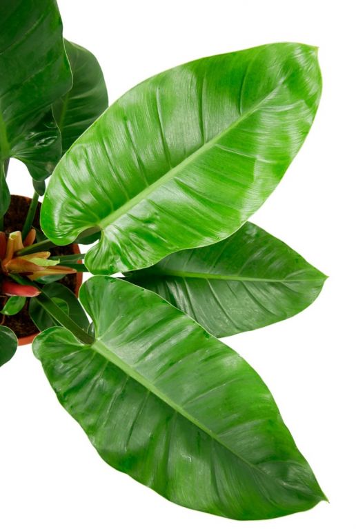 Philodendron blatt gross