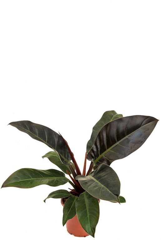 Philodendron imperial red zimmerpflanze