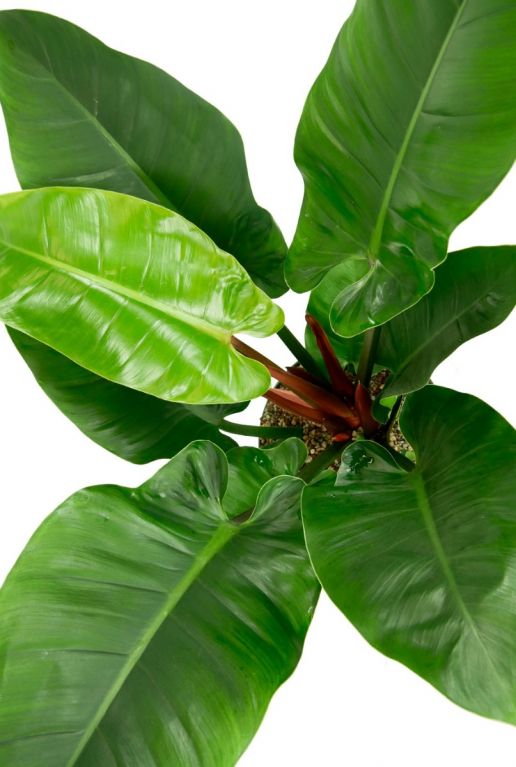 Philodendron in elho greenville Topf
