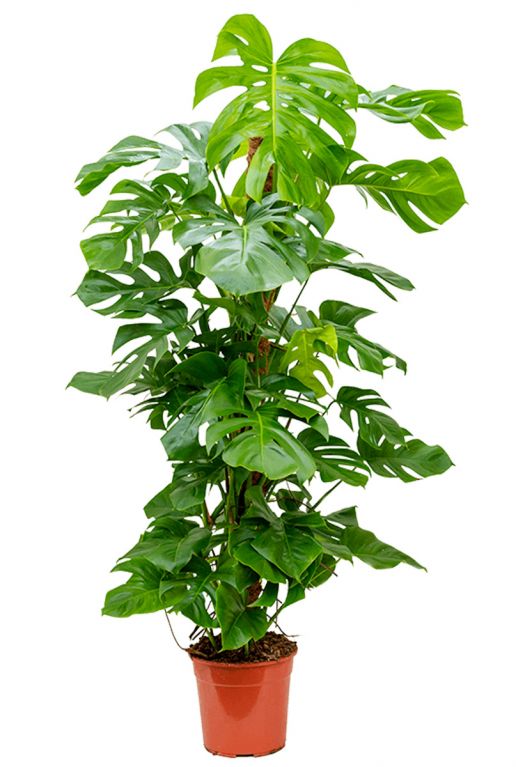 Scindapsus Treubii Dark plant