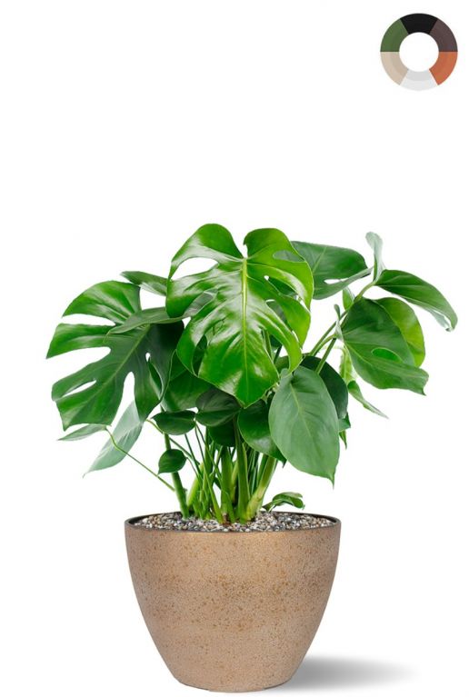 Philodendron monstera en pot