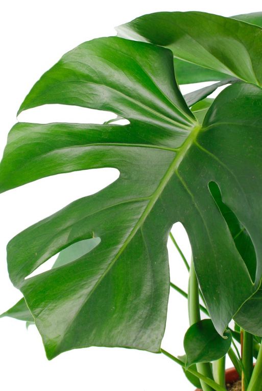 blatt monstera deliciosa