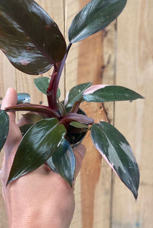 Philodendron pink princess 1