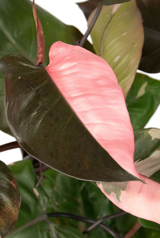 Philodendron pink princess blatt 1