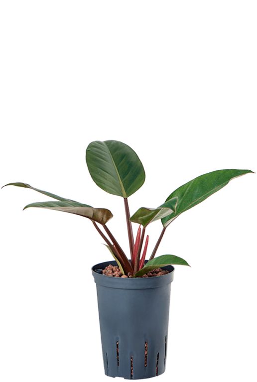 Philodendron red beauty 4