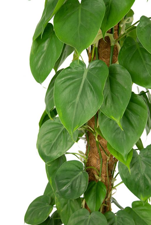 Philodendron scandens Blatt