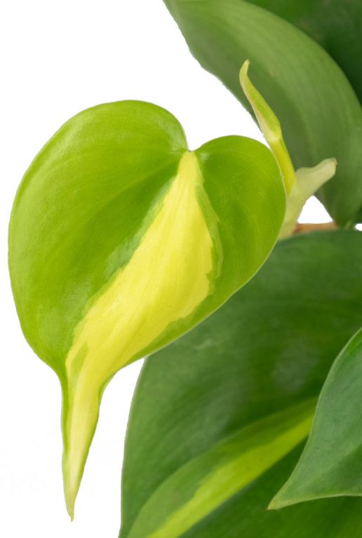 Philodendron scandens brasil blad 1