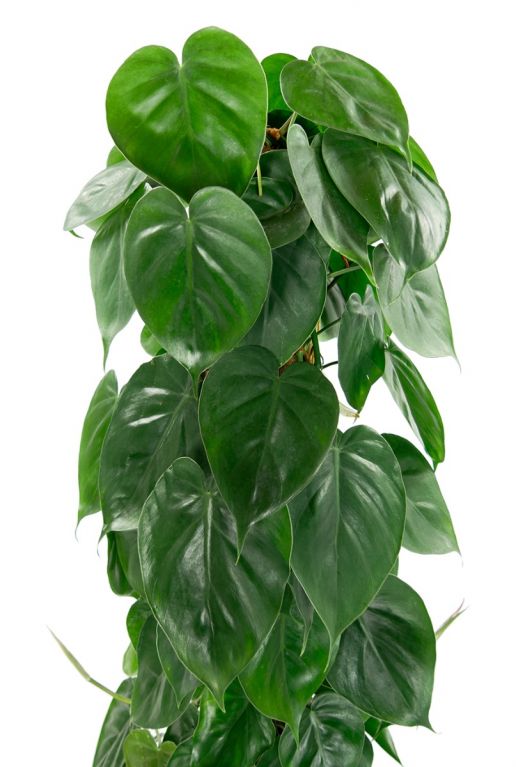 Philodendron scandens herzförmiges Blatt